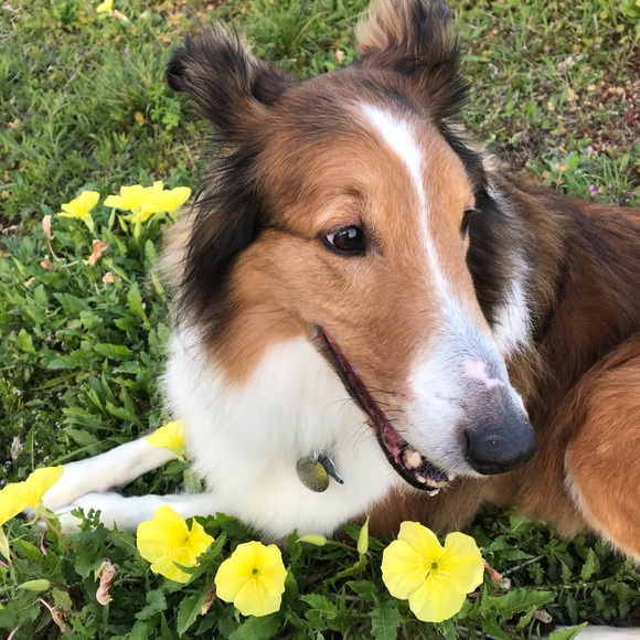 Meet your Posher, Ashley - Picture 5 of 5